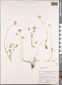 Семеновия разнозубчатая (Korovin) Manden., Средняя Азия и Казахстан, Памир и Памиро-Алай (M2) (Таджикистан)