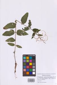 Кипрей горный L., Восточная Европа, Московская область и Москва (E4a) (Россия)