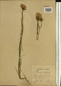 Gelasia ensifolia (M. Bieb.) Zaika, Sukhor. & N. Kilian, Восточная Европа, Центральный лесостепной район (E6) (Россия)