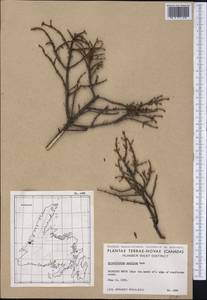 Arceuthobium pusillum M. Peck, Америка (AMER) (Канада)