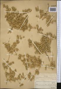 Петросимония раскидистая, Петросимония супротивнолистная (Pall.) Bunge, Средняя Азия и Казахстан, Муюнкумы, Прибалхашье и Бетпак-Дала (M9) (Казахстан)