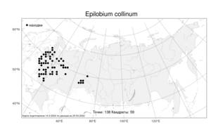 Epilobium collinum, Кипрей холмовой C. C. Gmel., Атлас флоры России (FLORUS) (Россия)