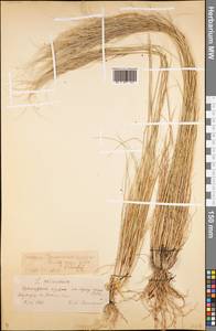 Ковыль восточный Trin., Средняя Азия и Казахстан, Северный и Центральный Тянь-Шань (M4) (Киргизия)