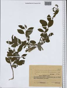 Ива Бебба, Ива Бэбба Sarg., Сибирь, Западный (Казахстанский) Алтай (S2a) (Казахстан)