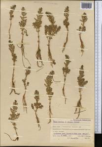 Lysimachia maritima (L.) Galasso, Banfi & Soldano, Средняя Азия и Казахстан, Северный и Центральный Казахстан (M10) (Казахстан)