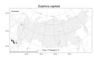 Ziziphora capitata, Зизифора головчатая L., Атлас флоры России (FLORUS) (Россия)