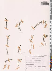 Болотник обоеполый L., Сибирь, Чукотка и Камчатка (S7) (Россия)