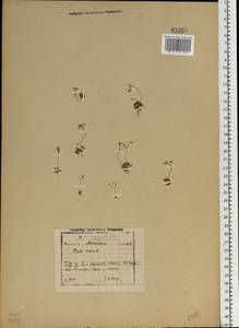 Крупка весенняя L., Восточная Европа, Московская область и Москва (E4a) (Россия)