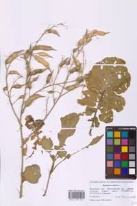 Редька посевная L., Восточная Европа, Московская область и Москва (E4a) (Россия)