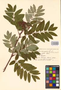 Рябина обыкновенная L., Восточная Европа, Северный район (E1) (Россия)