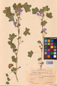 Malva sylvestris var. mauritiana (L.) Boiss., Восточная Европа, Молдавия (E13a) (Молдавия)