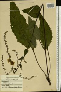 Коровяк Маршаллов Ivanina & Tzvelev, Восточная Европа, Центральный лесостепной район (E6) (Россия)