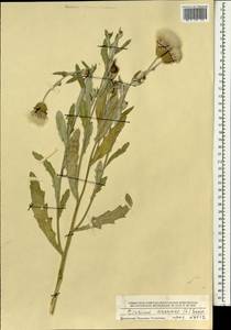 Бодяк полевой, Розовый осот (L.) Scop., Монголия (MONG) (Монголия)