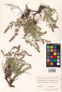 MHA 0 157 099, Thymus pannonicus All., Восточная Европа, Нижневолжский район (E9) (Россия)