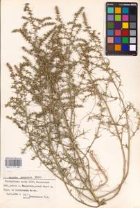 Солянка обыкновенная, Солянка сорная L., Восточная Европа, Средневолжский район (E8) (Россия)