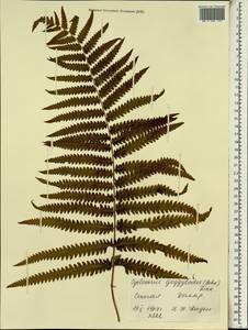 Циклосорус прерывистый (Willd.) H. Itô, Африка (AFR) (Сенегал)