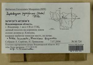 Fissidens bryoides Hedw., Гербарий мохообразных, Мхи - Центральное Нечерноземье (B6) (Россия)