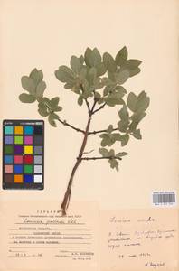 Жимолость голубая L., Восточная Европа, Московская область и Москва (E4a) (Россия)