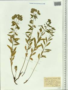 Молочай острый, Сибирь, Центральная Сибирь (S3) (Россия)