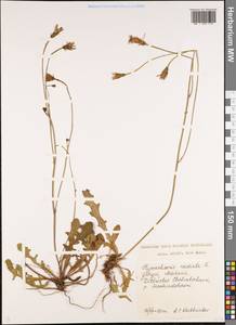 Пазник укореняющийся L., Кавказ, Грузия (K4) (Грузия)