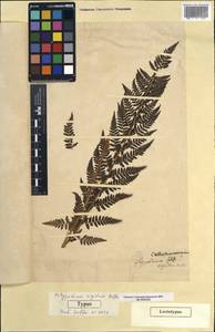 Dryopteris villarii (Bell) Woyn. ex Schinz & Thell., Западная Европа (EUR) (Германия)