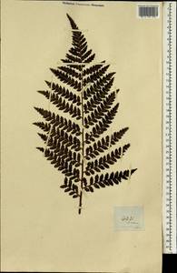 Polypodiopsida, Африка (AFR) (Острова Святой Елены, Вознесения и Тристан-да-Кунья)