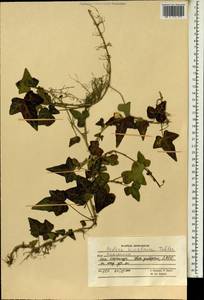 Hedera nepalensis K. Koch, Зарубежная Азия (ASIA) (Афганистан)