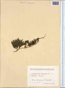 Дифазиаструм альпийский (L.) Holub, Западная Европа (EUR) (Норвегия)