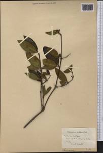 Ramonadoxa cubensis (Urb.) Paudyal & Delprete, Америка (AMER) (Куба)