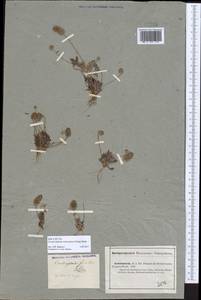 Ceratocephala orthoceras DC., Восточная Европа, Нижневолжский район (E9) (Россия)