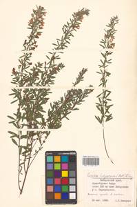 Леспедеца ситниковая (L.f.) Pers., Сибирь, Дальний Восток (S6) (Россия)