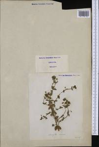 Lysimachia arvensis subsp. arvensis, Западная Европа (EUR) (Италия)