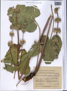 Phlomoides ostrowskiana (Regel) Adylov, Kamelin & Makhm., Средняя Азия и Казахстан, Западный Тянь-Шань и Каратау (M3) (Киргизия)
