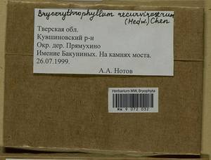 Bryoerythrophyllum recurvirostrum (Hedw.) P.C. Chen, Гербарий мохообразных, Мхи - Центральное Нечерноземье (B6) (Россия)