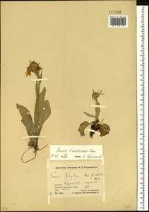 Пепельник тундровый (Tolm.) B. Nord., Сибирь, Чукотка и Камчатка (S7) (Россия)