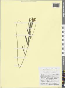 Чина синяя (Steven) K.Koch, Кавказ, Ставропольский край, Карачаево-Черкесия, Кабардино-Балкария (K1b) (Россия)