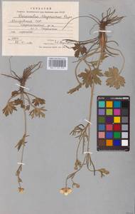 Ranunculus polyanthemos subsp. meyerianus (Rupr.) Elenevsky & Derv.-Sok., Восточная Европа, Молдавия (E13a) (Молдавия)