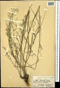 Жабрица Алексеенко Lipsky, Кавказ, Дагестан (K2) (Россия)