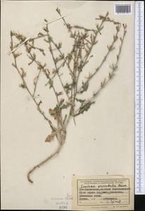 Lactuca orientalis subsp. orientalis, Средняя Азия и Казахстан, Памир и Памиро-Алай (M2) (Таджикистан)