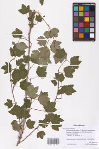 Смородина альпийская L., Восточная Европа, Центральный район (E4) (Россия)