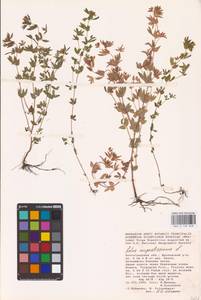 Лядвенец узкий L., Восточная Европа, Нижневолжский район (E9) (Россия)