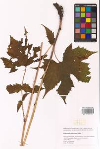 Таволга гладчайшая (Nakai) Nakai, Сибирь, Дальний Восток (S6) (Россия)