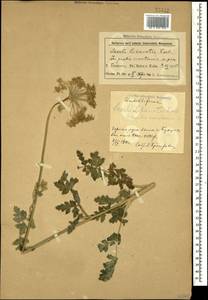 Жабрица порезниковая (L.) W. D. J. Koch, Кавказ, Азербайджан (K6) (Азербайджан)