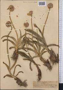 Лук каролинский Redouté, Средняя Азия и Казахстан, Северный и Центральный Тянь-Шань (M4) (Казахстан)