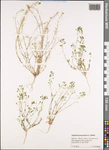 Пастушья сумка обыкновенная (L.) Medik., Сибирь, Якутия (S5) (Россия)