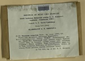 Dicranum scoparium Hedw., Гербарий мохообразных, Мхи - Карелия, Ленинградская и Мурманская области (B4) (Россия)