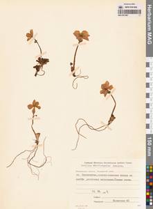 Купальница бумажночашелистиковая Schipcz., Сибирь, Чукотка и Камчатка (S7) (Россия)