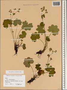 Манжетка винная Juz., Крым (KRYM) (Россия)