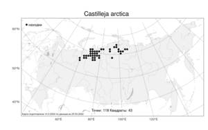 Castilleja arctica, Кастиллея арктическая Krylov & Serg., Атлас флоры России (FLORUS) (Россия)