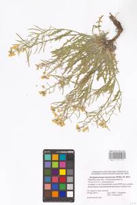 Стеригма каспийская (Lam.) Kuntze, Восточная Европа, Восточный район (E10) (Россия)